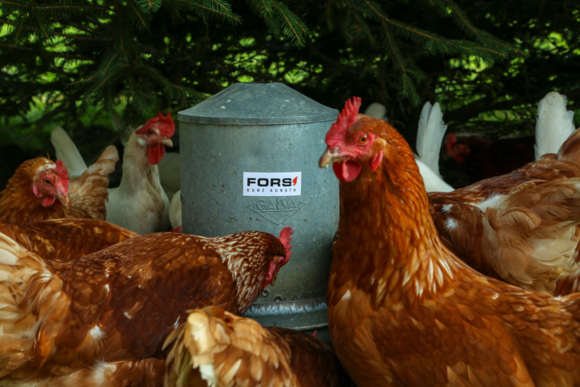 Was unsere Hühner fressen